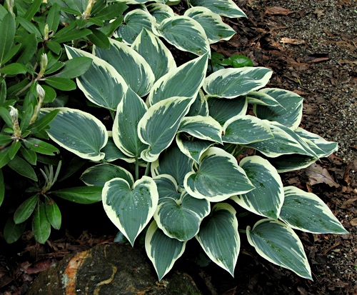 More Hosta 2015